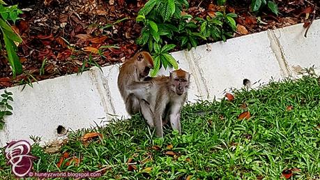 Weekends Are For Monkey Business Weekends Are For Monkey Business