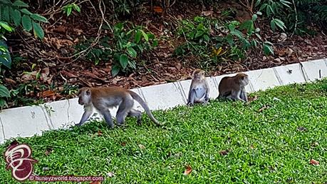 Weekends Are For Monkey Business Weekends Are For Monkey Business