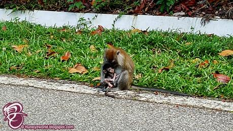 Weekends Are For Monkey Business Weekends Are For Monkey Business