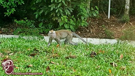 Weekends Are For Monkey Business Weekends Are For Monkey Business