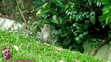 Weekends Are For Monkey Business Weekends Are For Monkey Business