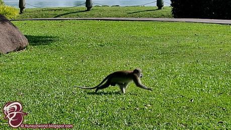 Weekends Are For Monkey Business Weekends Are For Monkey Business