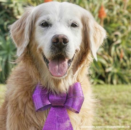 get well smiles for sugar the golden retriever senior dog