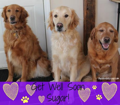 get well wishes for sugar the golden retriever smiles for sugar