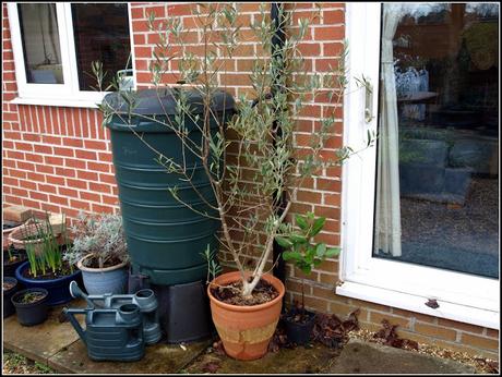Fig trees and Olive trees - advice please