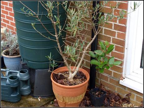 Fig trees and Olive trees - advice please