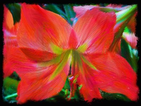 Vibrant Amaryllis © lynette sheppard