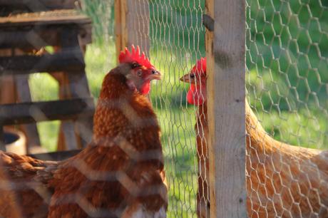 integrating chickens