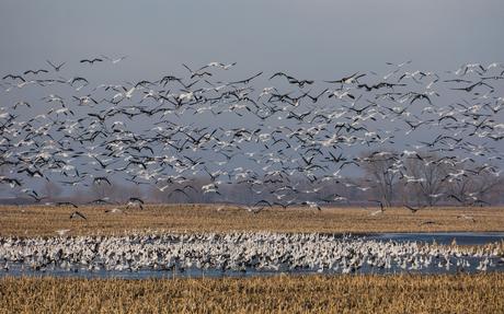 Migratory Birds on a lake in North Dakota