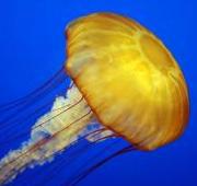 Jellyfish Jellyfish