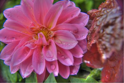 Dahlia pinnata is the national flower of Mexico,species having tuberous roots and showy rayed variously colored flower heads