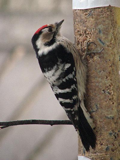 Lesser-Spotted-Woodpecker