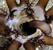 Sea Slug Sea Slug