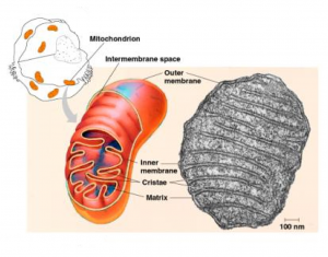 What have scientists found to fight the leading cause of skin aging – mitochondrial decay?