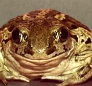 Spadefoot Toad Spadefoot Toad