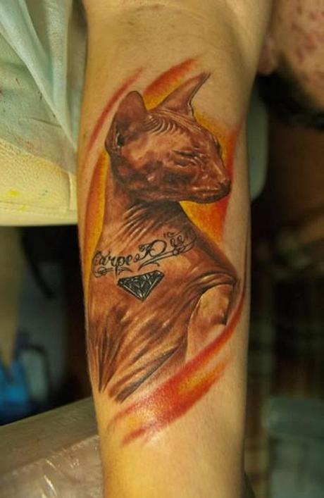 2 Sphynx Cat Tattooed by Russian Owner