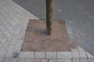 Exhibition Road Shared Space Tree Surround Detail