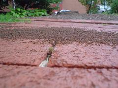 Ants on Bricks