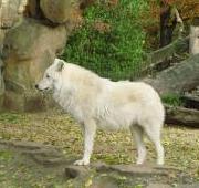 Arctic Wolf Arctic Wolf