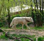 Arctic Wolf Arctic Wolf
