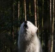 Arctic Wolf Arctic Wolf