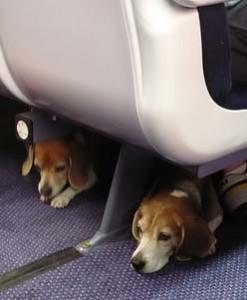 Seven Tips For Traveling With Fido