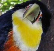 Toucan Toucan