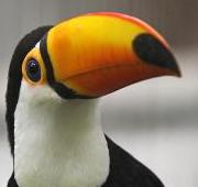 Toucan Toucan