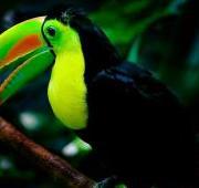 Toucan Toucan
