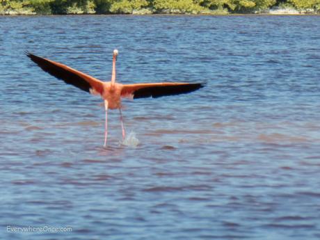 Flying Flamingo, Celestun, Mexico