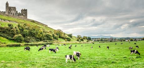 Cows grazing against a backdrop of the Rock of Cashel. (Photo courtesy Insight Vacations)