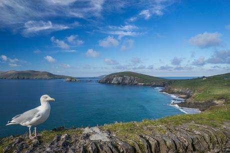 Seagull posing at the Dingle Peninsula. (Photo courtesy Insight Vacations)