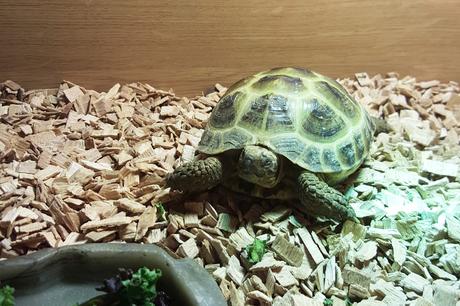 A-Z of Michelle: B for Bertle & Eric A-Z of Michelle: B for Bertle & Eric