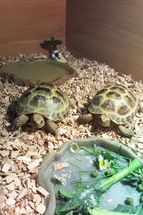 A-Z of Michelle: B for Bertle & Eric A-Z of Michelle: B for Bertle & Eric