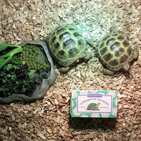 A-Z of Michelle: B for Bertle & Eric A-Z of Michelle: B for Bertle & Eric
