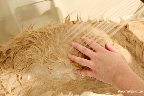 4 Dog Legger organic dog shampoo review and giveaway