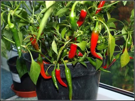 When is it best to sow Chillis?
