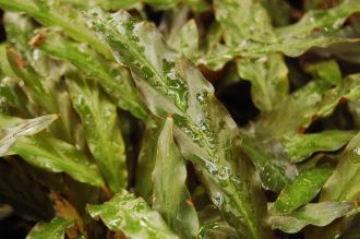 Calathea rufibarba Leaf (16/01/2016, Kew Gardens, London)