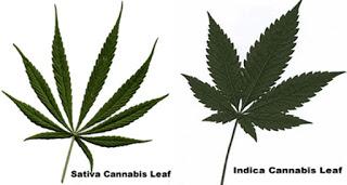 Cannabis sativa vs. Cannabis indica: Science or Folklore?