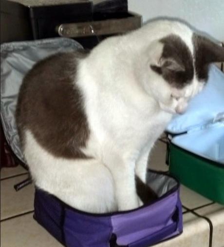 Top 10 Tasty Cats In Sandwich Boxes and Snack Packs Cat in a Sandwich Box