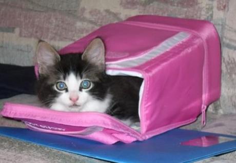 Top 10 Tasty Cats In Sandwich Boxes and Snack Packs Cat in a Sandwich Box