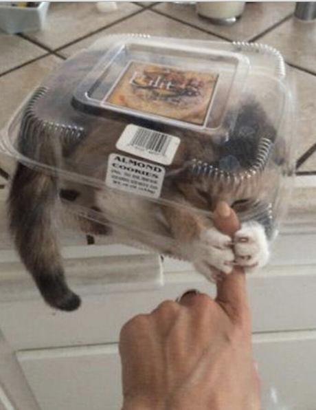 Top 10 Tasty Cats In Sandwich Boxes and Snack Packs Cat in a Snack Pack