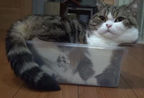Top 10 Tasty Cats In Sandwich Boxes and Snack Packs Cat in a Sandwich Box