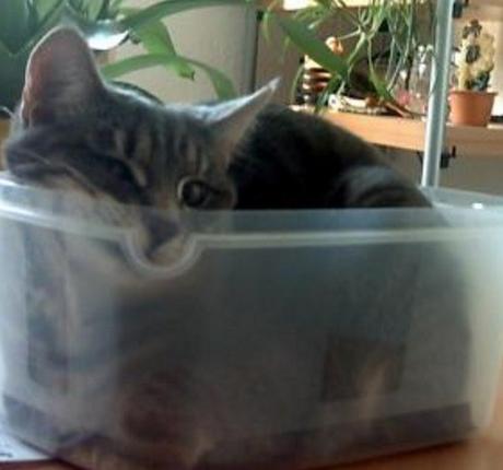 Top 10 Tasty Cats In Sandwich Boxes and Snack Packs Cat in a Sandwich Box
