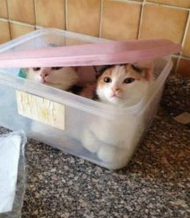 Top 10 Tasty Cats In Sandwich Boxes and Snack Packs Cats in a Sandwich Box