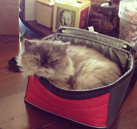 Top 10 Tasty Cats In Sandwich Boxes and Snack Packs Cat in a Sandwich Box