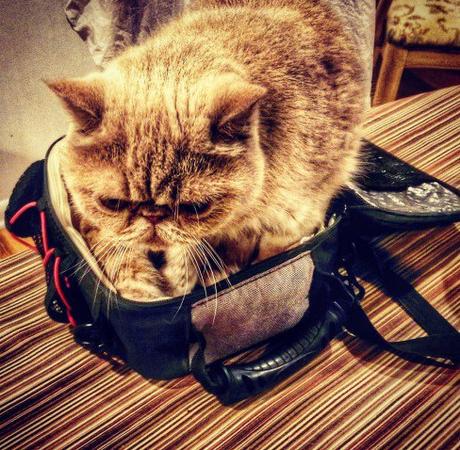 Top 10 Tasty Cats In Sandwich Boxes and Snack Packs Cat in a Sandwich Box