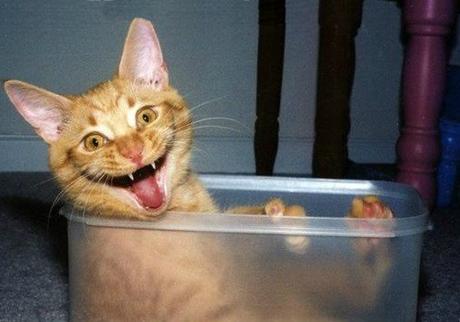 Top 10 Tasty Cats In Sandwich Boxes and Snack Packs Cat in a Sandwich Box
