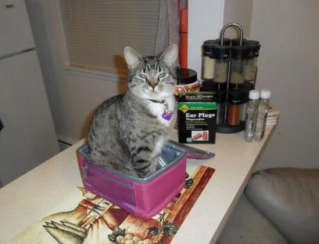 Top 10 Tasty Cats In Sandwich Boxes and Snack Packs Cat in a Sandwich Box