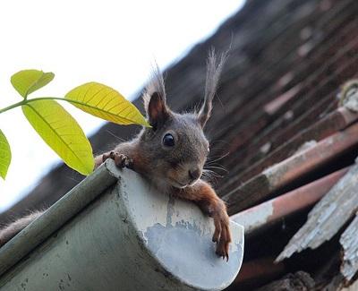 Gutter Guards: Why You Need One This Winter gutter guards - why you need one this winter2